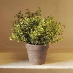 Baby Grass Potted Arrangement - Green - 9 Inch
