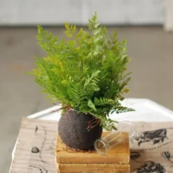 Root Lace Fern Foliage Arrangement - 11.5 Inch
